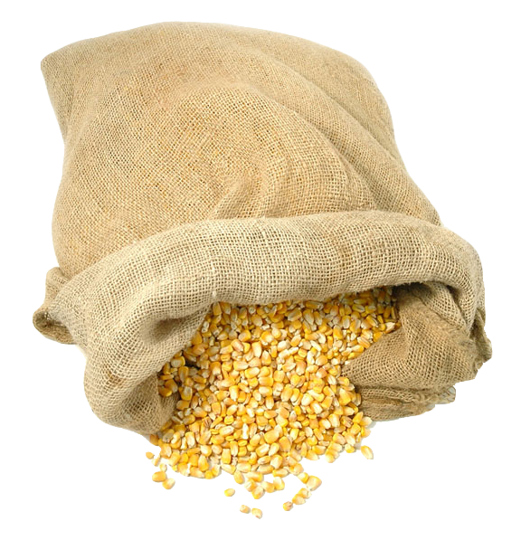 Maize
