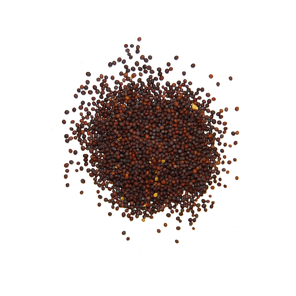 Mustard Seeds